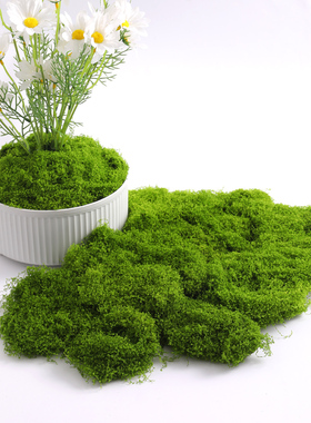 彷真苔藓草皮彷生人造假青苔微景观布置绿植草坪盆栽橱窗装饰造景