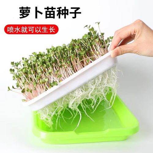 芽苗菜萝卜苗水培四季红萝卜