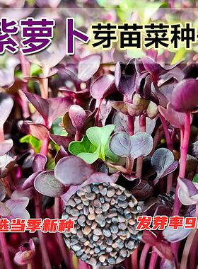 紫萝卜苗种子水培芽苗菜种子