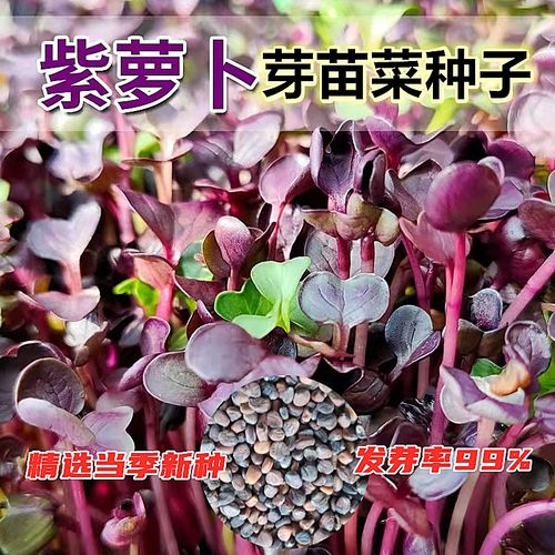 紫萝卜苗种子水培芽苗菜种子