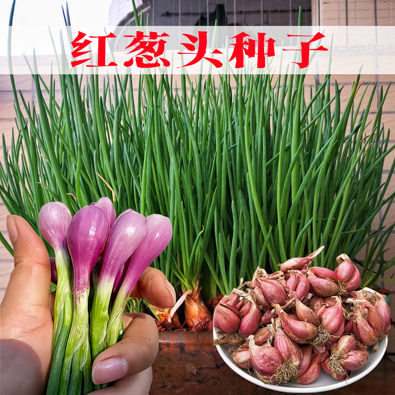 红葱头种子香葱种籽四季阳台盆栽