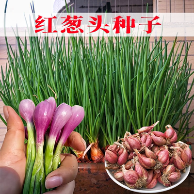 红葱头种子香葱种籽四季阳台盆栽