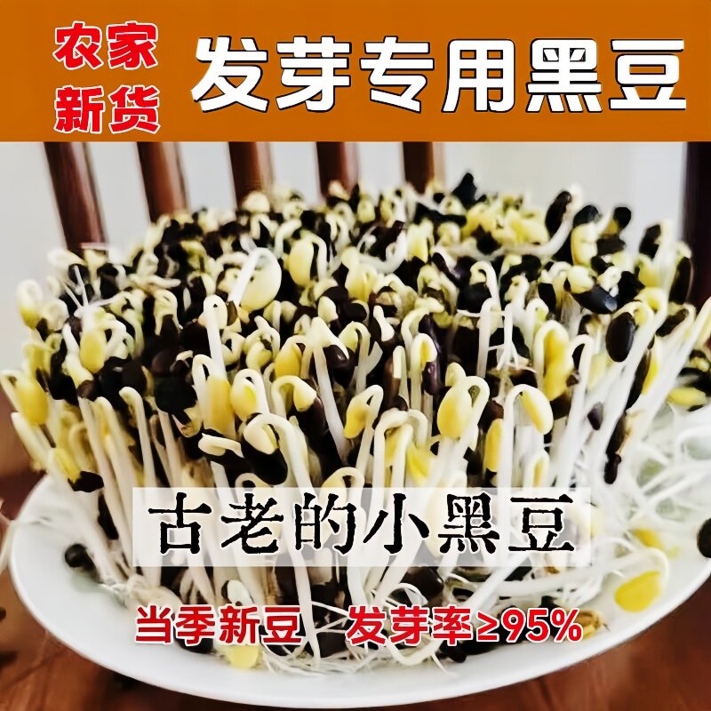 肾形小黑豆发芽专用豆生豆芽豆种图片