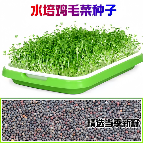 水培鸡毛菜种子四季水培蔬菜种籽