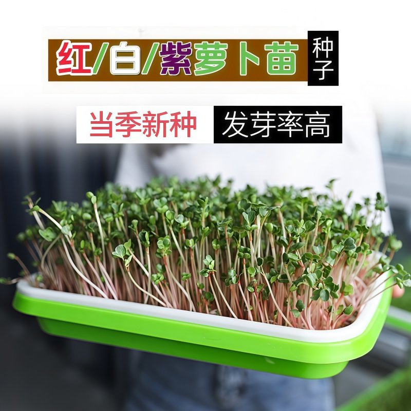 萝卜芽苗菜种子红杆白 萝卜苗紫萝卜苗种籽 四季水培室内阳台蔬菜