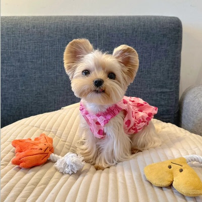 春夏狗狗衣服清新公主裙宠物马尔济斯雪纳瑞约克夏泰迪比熊柴犬猫