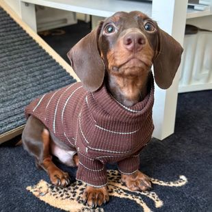 腊肠防寒打底秋冬款宠物猫咪加厚保暖狗狗衣服小型犬肚子网红