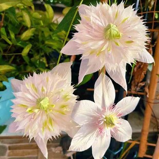 昼天使3类F系列耐热铁线莲盆栽爬藤植物大苗耐热重瓣大花藤本花卉