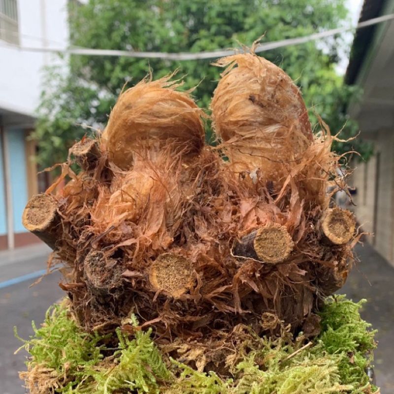 网红蕨一叶蕨金毛狗脊蕨类植物大型蕨类绿植室内禅意猴撅蕨类盆景