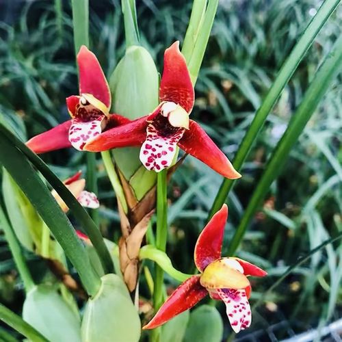 【咖啡兰】20苗豆起 牛奶香 带花 室内好养兰花 懒人专享绿植盆