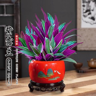 紫露兰盆栽植物室内花卉绿植办公好养客厅桌面四季易活懒人盆景