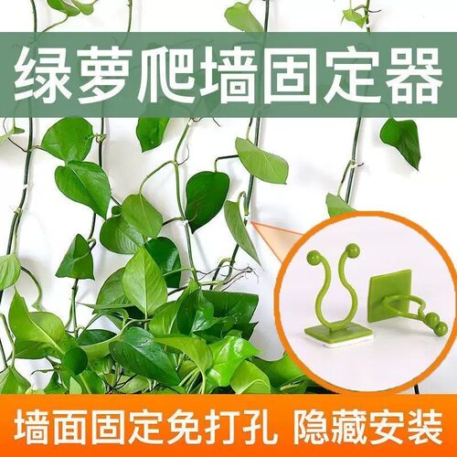 绿箩爬墙无痕粘贴固定器