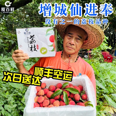 增城仙村新鲜仙进奉荔枝顺丰空运
