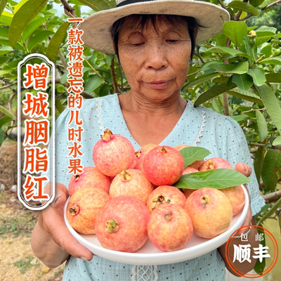 增城胭脂红番石榴儿时味道软糯香甜芭乐鸡屎果新鲜水果顺丰包邮