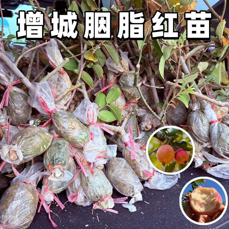 正宗增城胭脂红番石榴高压苗挂果