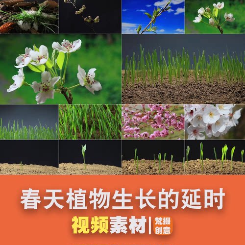 春天花开发芽植物生长与万物复苏的延时视频素材