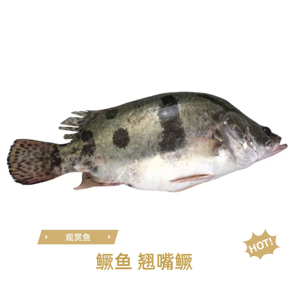 观赏鱼鳜鱼苗桂花鱼苗淡水养殖