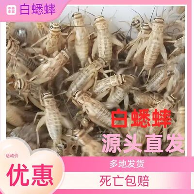 蜥蜴吃的虫子鲜活白蟋蟀高蛋白