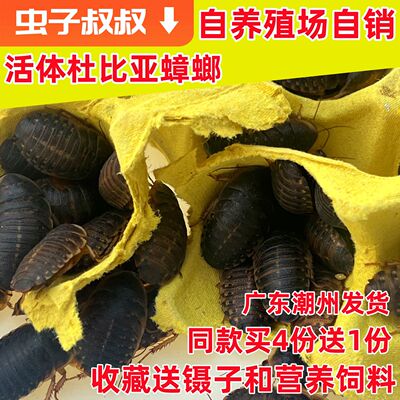 蜥蜴吃的虫子杜比亚蟑螂活虫幼体