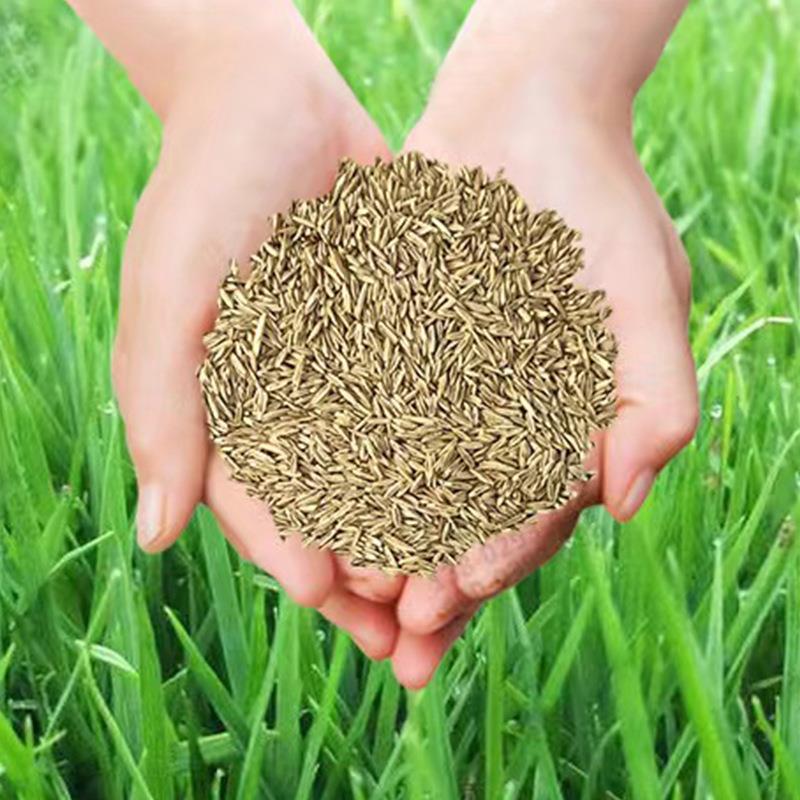 草坪种子四季青草籽矮生免修剪四季青草坪种子绿化草籽