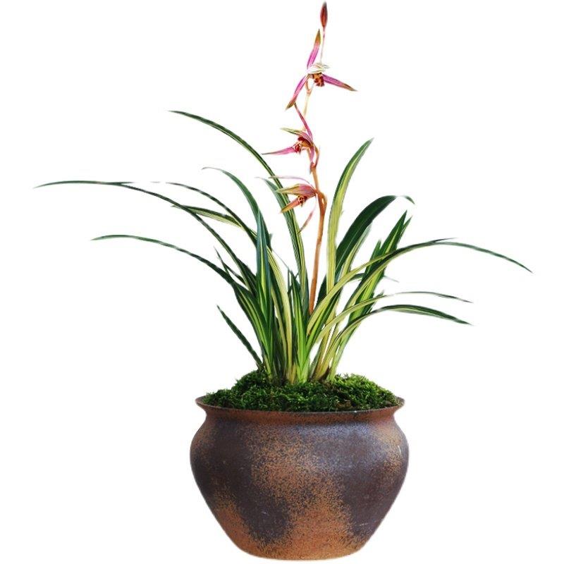 极速墨兰兰花苗j兰阳之松浓香卉景栽盆土绿植带中透叶艺草植物名