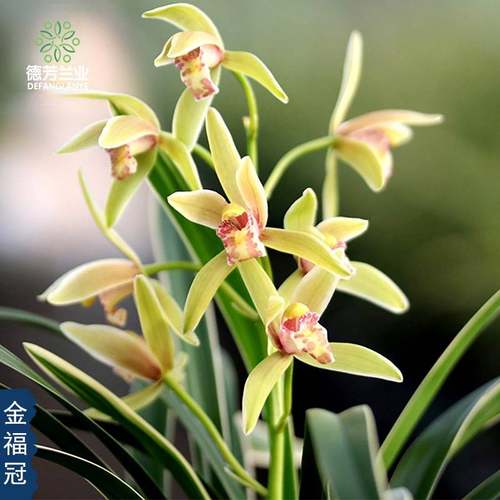 极速德芳兰业兰花j苗金福冠带陶瓷盆种好浓香型好养易开花绿植美