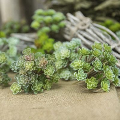 极速Autumn Winter Home Gardxen Succulents Bonsai Living Room