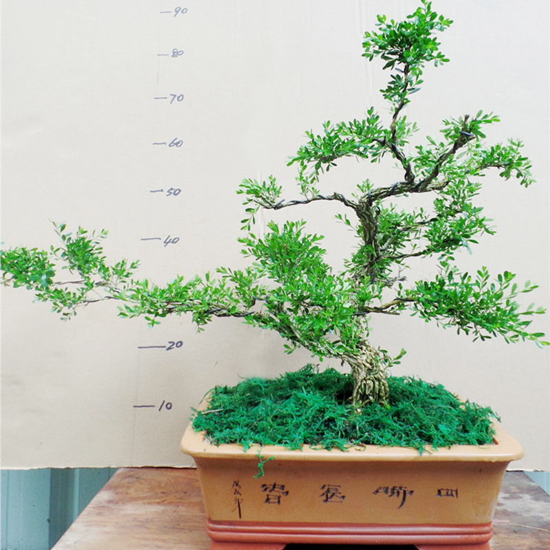 极速老桩造型珍珠黄杨盆景植物室内树桩盆栽O大型盆景树桌面绿植