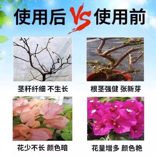 极速三角梅开花专用肥促花爆花骨粉花G肥料开花冒花素专用免稀释