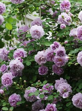 极速天狼月季 蓝色阴雨/蓝雨 月季玫瑰攀援爬藤蓝Y紫色藤本月季