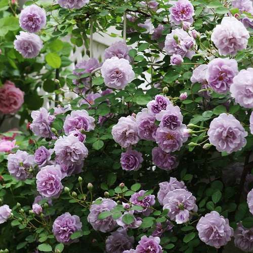 极速天狼月季 蓝色阴雨/蓝雨 月季玫瑰攀援爬藤蓝Y紫色藤本月季