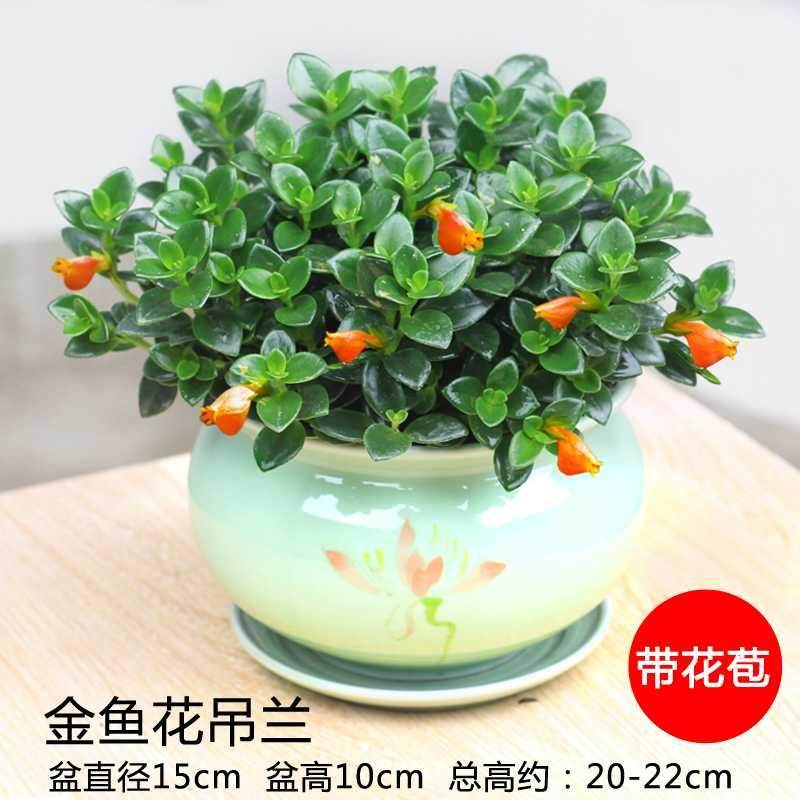 金鱼花吊兰盆栽阳台开花不断植物花卉观花植物四季好养的花带花苞