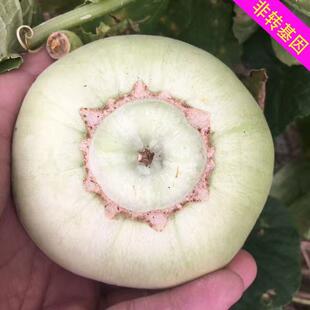 甜瓜种植技术送非转基因常规老品种丑八怪瓜甜瓜香瓜种子籽