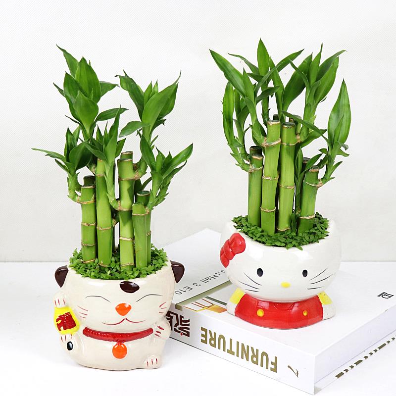 观音竹文昌植物面小竹竹办公桌荷花室内土培水培绿富贵竹盆栽花卉