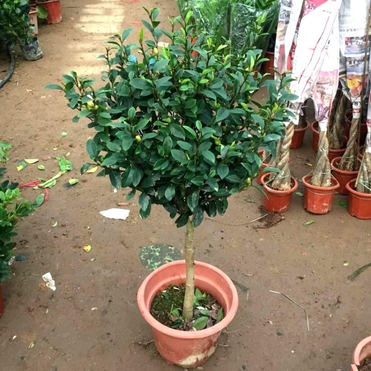 新品含笑花苗盆栽带花苞发货浓香型花卉四季常青植物庭院阳台包邮