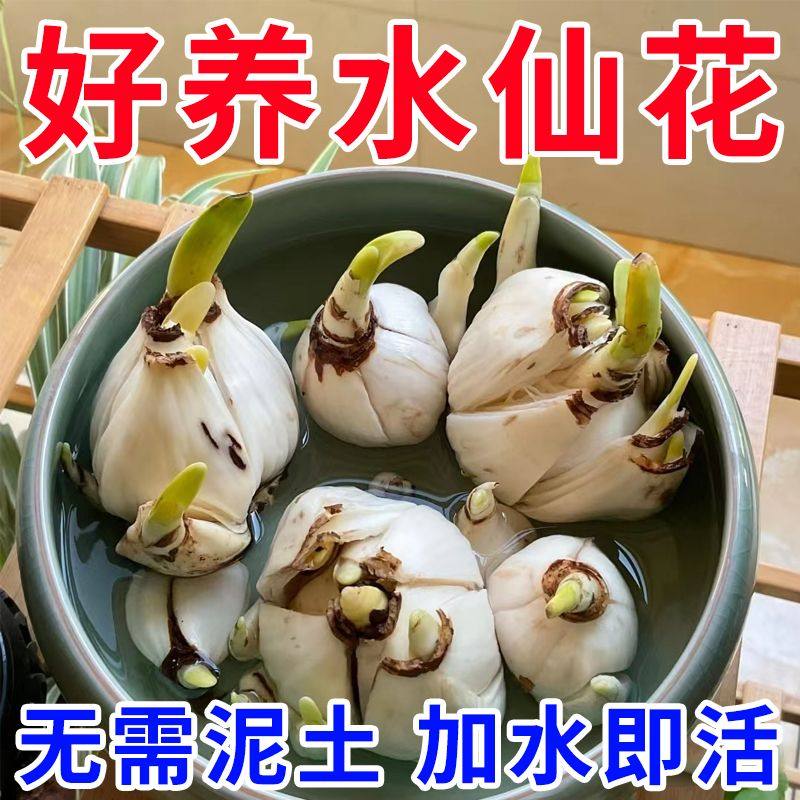 水仙花种球水培土培花卉室内阳台桌面洋水仙冬季水养的花盆栽植物,鲜花速递/花卉仿真/绿植园艺,种球/裸根,淘宝优惠券,粉丝福利购,淘宝优惠卷