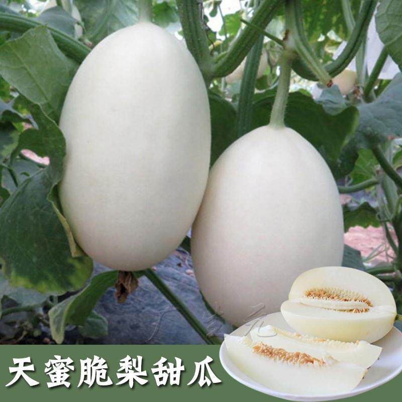 天蜜脆梨甜瓜种子大超甜白皮洋香瓜籽高产四季大棚露天水果种孑