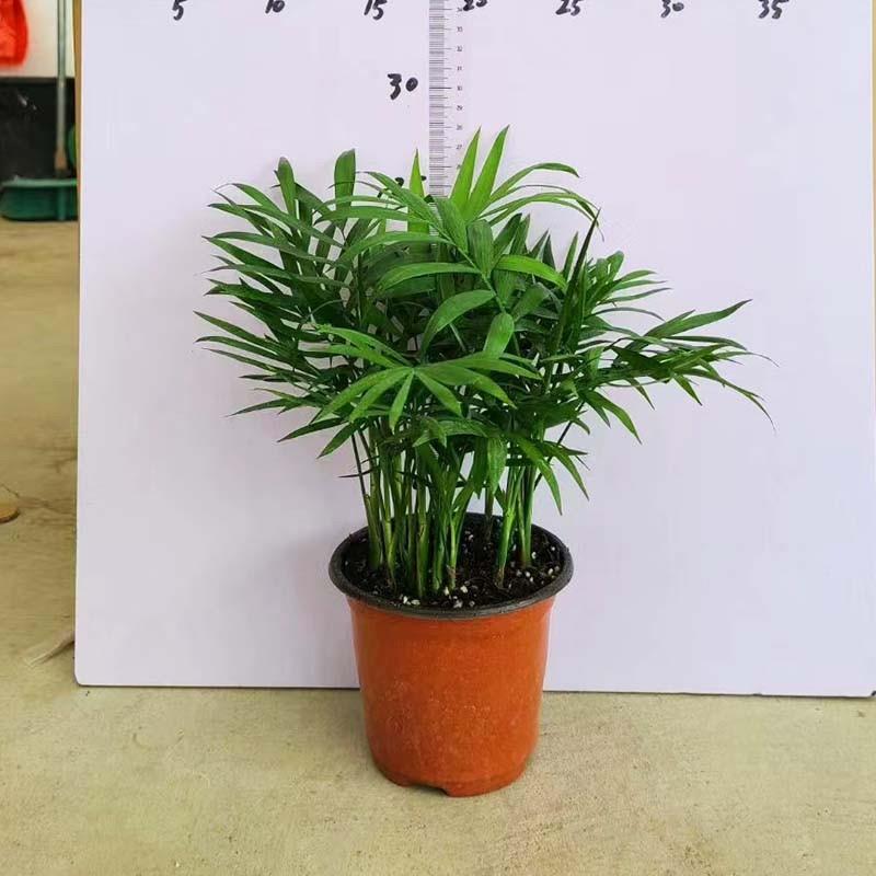 微景观迷你小植物袖珍椰子盆栽小富贵椰子散尾葵夏威夷小花苗好养
