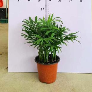 微景观迷你小植物袖珍椰子盆栽小富贵椰子散尾葵夏威夷小花苗好养