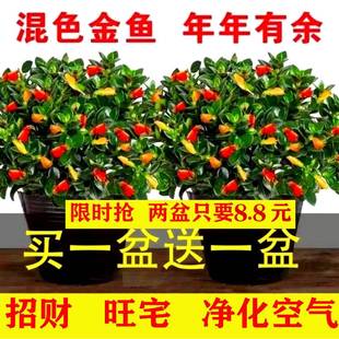 开花绿植室内阳台耐寒热植物吸甲醛超好养花卉 金鱼花吊兰盆栽四季