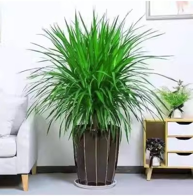 龙须树龙须铁龙血树多头花卉盆栽室内客厅大型绿植花卉净化空气