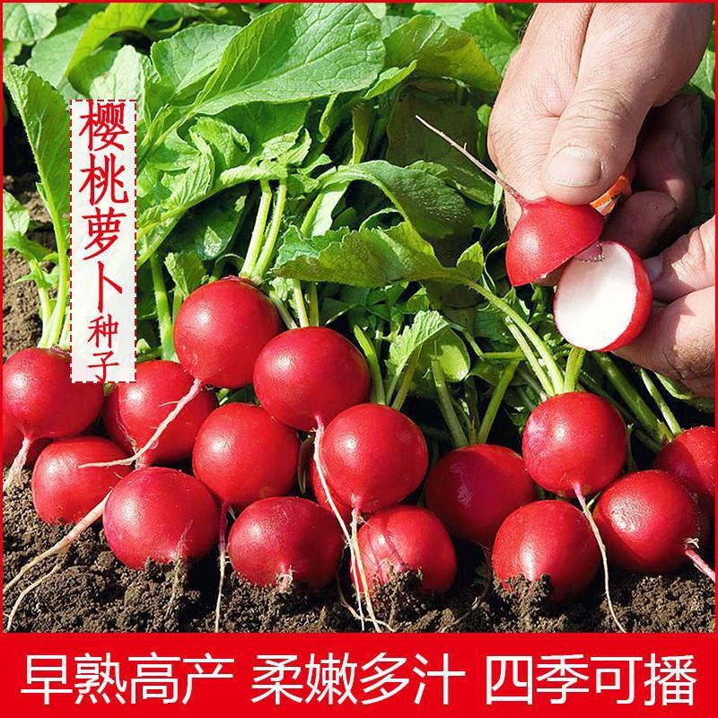 10大包樱桃萝卜种子种籽子