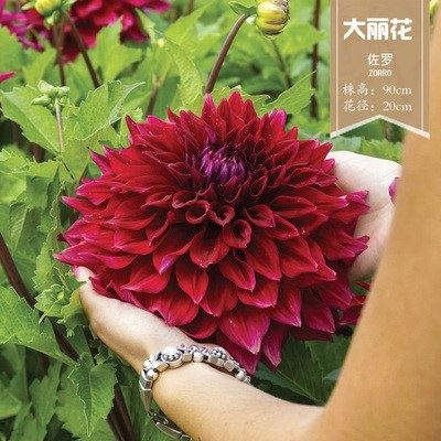 花卉大丽种球地瓜根室内阳台盆栽