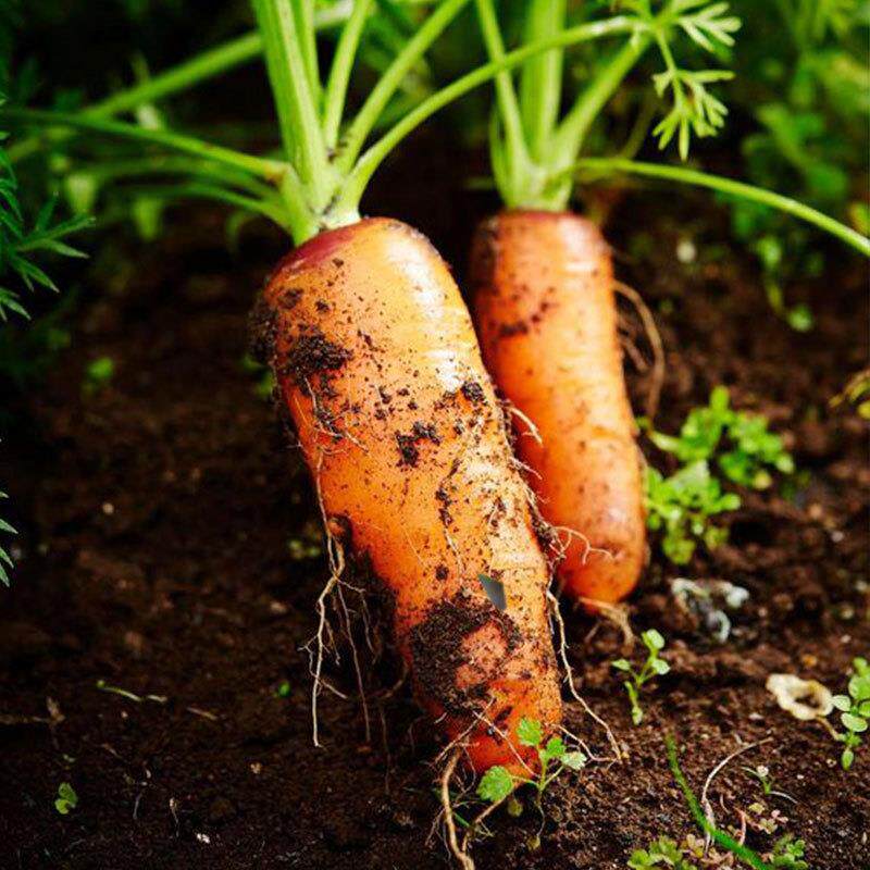 迷你胡萝卜种子手指拇指萝卜种籽水果罗卜蔬菜孑子籽种胡罗卜大全