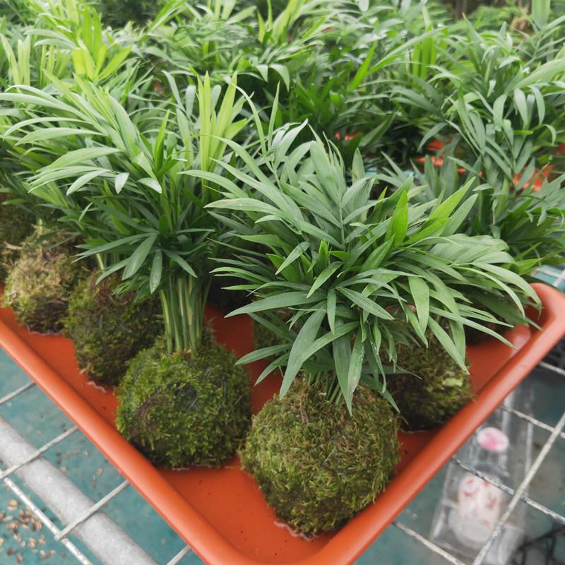 袖珍椰子趣味绿植室内好养的散尾葵盆栽夏威夷竹子观叶凤尾竹