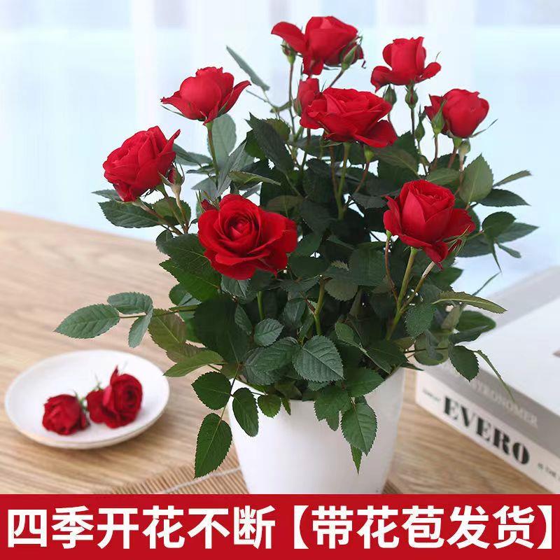 带花苞发货迷你玫瑰花月季苗盆栽室内外阳台四季开花卉好养绿植物
