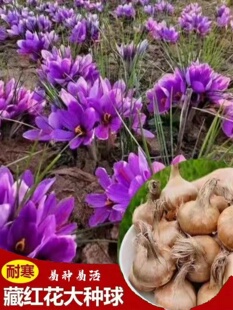 药用食用藏红花大种球种子籽苗西红花番红花冬季耐寒盆栽花卉