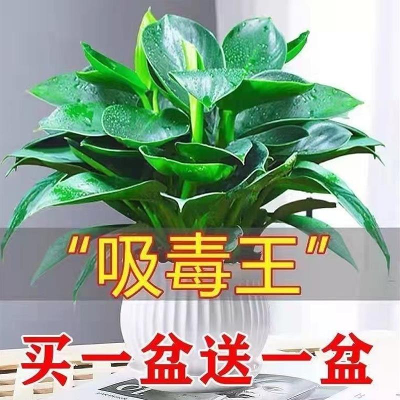 金钻茶几,窗台,书房无