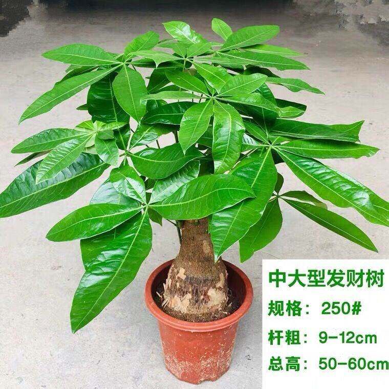 发财树大树头室内盆栽粗杆客厅招财植物盆景