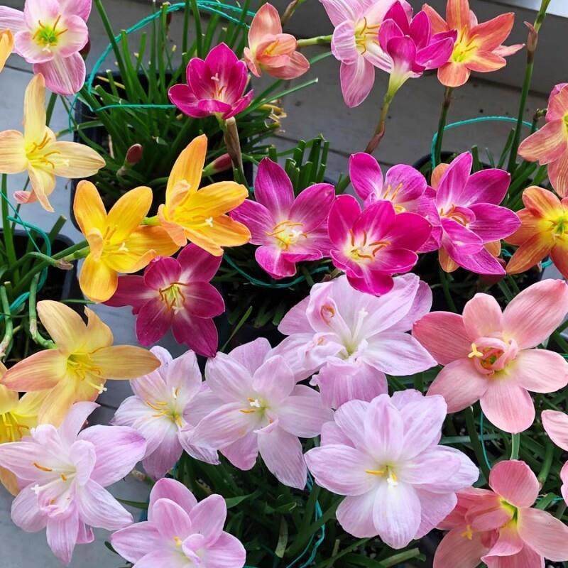 四季风雨兰重瓣种球进口花